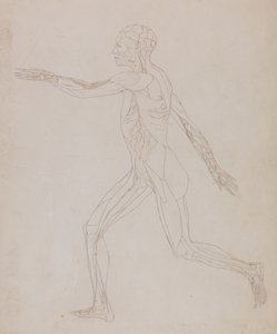 Studie lidské postavy, laterální pohled, z komparativní anatomické expozice stavby lidského těla s tygrem a drůbeží, kolem 1795-1806 (grafit na papíře) od George Stubbs