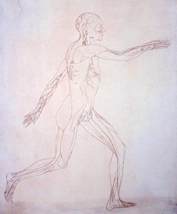 Studie lidské postavy, laterální pohled, z komparativní anatomické expozice stavby lidského těla s tygrem a drůbeží, kolem 1795-1806 (inkoust na papíře) od George Stubbs
