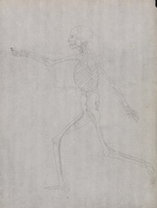 Studie lidské postavy, laterální pohled, z komparativní anatomické expozice stavby lidského těla se strukturou tygra a slepice, 1795-1806 (grafit na silném tkaném papíru) od George Stubbs