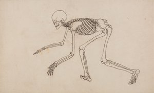 Studie lidské postavy, laterální pohled, z komparativní anatomické expozice stavby lidského těla se strukturou tygra a slepice, 1795-1806 (pero a inkoust na grafitu na wov od George Stubbs