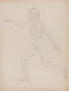 Studie lidské postavy, boční pohled, ze Srovnávacího anatomického výkladu stavby lidského těla s tělem tygra a ptáka, 1795-1806 (grafit na těžkém vliesovém papíře) od George Stubbs