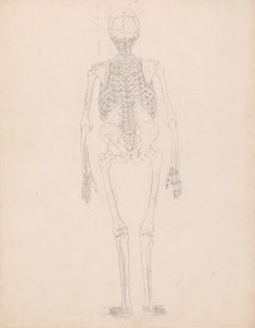 Studie lidské postavy, pohled zezadu, diagram pro klíč k tabulce II, z komparativní anatomické expozice struktury lidského těla s tygrem a drůbeží, kolem 1795-1806 od George Stubbs