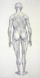 Studie lidské postavy, pohled zezadu, ze srovnávací anatomické expozice stavby lidského těla s tygrem a slepicí, kolem 1795-1806 (grafit na patronovém papíru) od George Stubbs