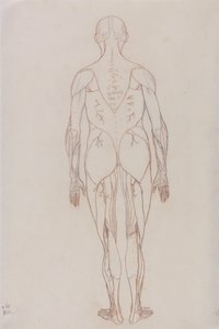 Studie lidské postavy, zadní pohled, z komparativní anatomické expozice stavby lidského těla s tygrem a slepicí, kolem 1795-1806 (červená křída na kazetovém papíru od George Stubbs
