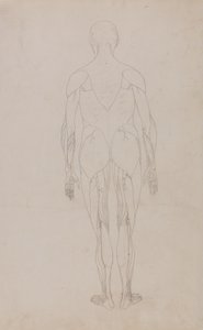 Studie lidské postavy, zadní pohled, z komparativní anatomické expozice stavby lidského těla s tygrem a slepicí, kolem 1795-1806 (grafit a inkoust na papíře) od George Stubbs