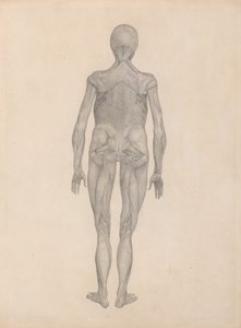 Studie lidské postavy, pohled zezadu, s odstraněnou kůží a pod ní ležícími fasciálními tkáněmi, ze Srovnávací anatomické expozice struktury lidského těla s tygrem a komunikátorem od George Stubbs