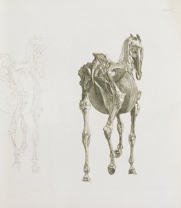 Tab. XV, z „Anatomie koně...“, 1766 od George Stubbs