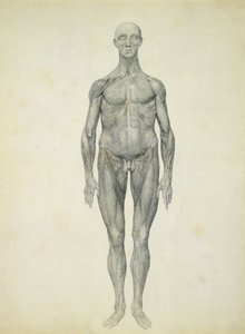 Lidská postava, pohled zepředu, ze série „Srovnávací anatomická expozice stavby lidského těla s tygrem a drůbeží“ od George Stubbs