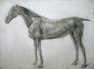 Studium svalů: Kresba Ecorche viděná z boku, z 13. anatomické tabulky, z anatomie koně, 1766 od George Stubbs