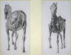 The Study of Muscles: Frontal and Back Views, from the 13th Anatomical Table, from the Anatomy of the Horse, 1766 od George Stubbs