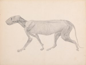 Tělo tygra, boční pohled (dokončený výkres pro nepublikovanou tabulku; zobrazuje třetí fázi pitvy) od George Stubbs