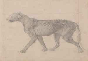 Tygří tělo, boční pohled (první z devíti kreseb dalšího exempláře tygra) od George Stubbs