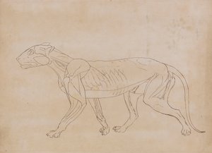 Tělo tygra, boční pohled (nákres pro klíčovou postavu) od George Stubbs