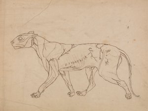 Tygří tělo, boční pohled (nástin studie povrchových svalů a jejich prokrvení, pravděpodobně vytvořený pro klíčovou postavu) od George Stubbs