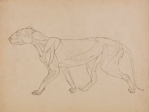 Tělo tygra, boční pohled (pravděpodobně vytvořeno jako základ pro klíčovou postavu) od George Stubbs