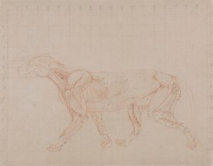 Tygří tělo, boční pohled (studium čtvrté fáze pitvy ukazující hlubší svaly) od George Stubbs