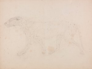 Tělo tygra, boční pohled (Studie svalů pro klíčovou postavu k tabulce IX) od George Stubbs