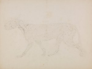 Tygří tělo, boční pohled (Studie horních vrstev svalů a jejich prokrvení připravená pro klíčovou postavu tabulky XIV) od George Stubbs