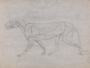 Tygří Tělo, Boční Pohled od George Stubbs