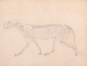 Tygří Tělo, Boční Pohled od George Stubbs