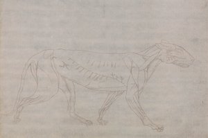 Tygří Tělo, Boční Pohled od George Stubbs