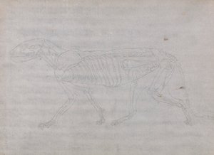 Tygří Tělo, Boční Pohled od George Stubbs