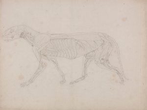 Tygří Tělo, Boční Pohled od George Stubbs