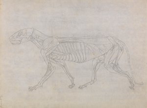 Tygří Tělo, Boční Pohled od George Stubbs