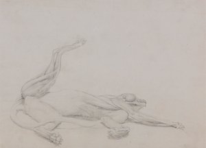 Tělo tygra, ležící, při pohledu ventrálně od George Stubbs