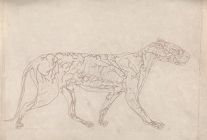 Tygr, boční pohled (nákres studie zásobování povrchovou krví, připraveno pro klíčový obrázek k tabulce IX) od George Stubbs