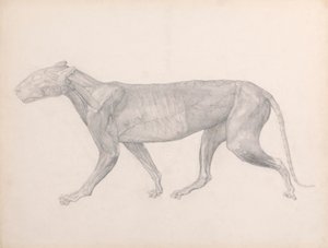 Tygr, boční pohled, s odstraněnou pojivovou tkání překrývající svaly (Dokončená studie pro tabulku XIV) od George Stubbs