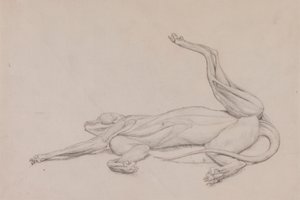 Tygr, ležící, při pohledu ventrálně od George Stubbs
