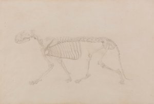 Kostra tygra, boční pohled (vysoce dokončená studie pro tabulku IV) od George Stubbs