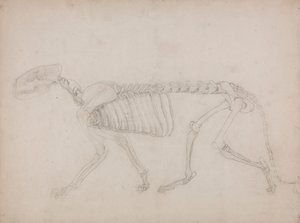 Kostra tygra, Boční Pohled od George Stubbs