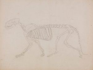 Kostra tygra, Boční Pohled od George Stubbs