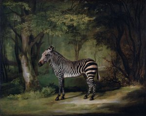 Zebra od George Stubbs