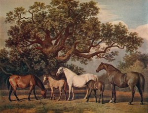 Chovné klisny a hříbata, konec 18. století, 1922