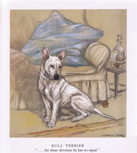 Bull teriér (barevná litografie)