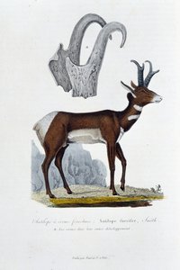 Přírodovědná tabule: Zoologická tabule reprezentovat Spanked Antelope; Furciferská antilopa, Smith. A. Rohy v celém jejich vývoji - v „“ Complete Works of Buffon”” od přírodovědce Georgese Louise Leclerca, hraběte z Buffonu (1707 - 1788). Rytina f od Georges Louis Leclerc