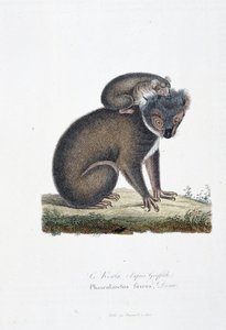 Natural History Tale: Zoologická tabule představující koalu (po Griffithovi), Phascolarctos Fuscus - v „“Completes of Buffon”” od přírodovědce Georgese Louise Leclerca, hraběte z Buffonu (1707 - 1788). Rytina z roku 1837. od Georges Louis Leclerc