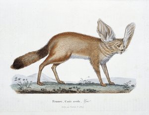 Přírodovědná deska: Zoologická tabule představující Le Fennec, Canis zerda - v „“Completes of Buffon”” od přírodovědce Georgese Louise Leclerca, hraběte z Buffonu (1707 - 1788). Rytina z roku 1837.
