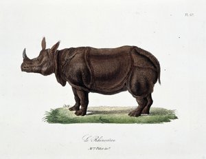 Přírodovědná deska: Zoologická tabule představující Le Rhinoceros - v „“Completes of Buffon”” od přírodovědce Georgese Louise Leclerca, hraběte z Buffonu (1707 - 1788). Rytina z roku 1837.