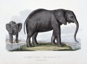 Natural History Tale: Zoologická tabule představující slona afrického; Elephas Africanus – v „“Dokončení Buffonu”” od přírodovědce Georgese Louise Leclerca, hraběte z Buffonu (1707 - 1788). Rytina z roku 1837. od Georges Louis Leclerc