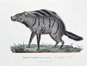 Přírodovědná deska: Zoologická tabule představující Protele de Lalande, Proteles Lalandii - v „“ Completely Works of Buffon”” od přírodovědce Georgese Louise Leclerca, hraběte z Buffonu (1707 - 1788). Rytina z roku 1837. od Georges Louis Leclerc