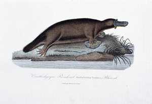 Přírodovědná deska: Zoologická tabule představující ornithoryncový paradox (Ornithorhynchus Paradoxux), Blumenb - v „Dílech Buffonových“ od přírodovědce Georgese Louise Leclerca, hraběte z Buffonu (1707 - 1788). Rytina z roku 1837. od Georges Louis Leclerc