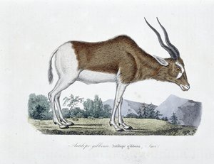 Přírodovědná deska: Zoologická mapa zobrazující antilopu Gibbous, antilopu Gibbosu, Saviho - v „“ Completely Works of Buffon”” od přírodovědce Georgese Louise Leclerca, hraběte z Buffonu (1707 - 1788). Rytina z roku 1837. od Georges Louis Leclerc