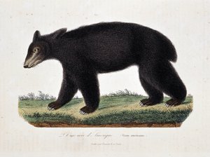 Přírodovědná deska: Zoologická mapa zobrazující černého medvěda amerického (Ursus americanus) - v „Dílech Buffona“ od přírodovědce Georgese Louise Leclerca, hraběte z Buffonu (1707 - 1788). Rytina z roku 1837. od Georges Louis Leclerc