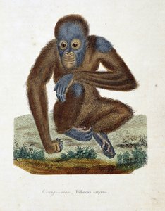 Přírodovědná deska: Zoologická mapa zachycující orang outana (orang outan, orang outang, orang outang), Pithecus satyrus - v „“ Completes of Buffon“ od přírodovědce Georgese Louise Leclerca, hraběte z Buffonu (1707 - 1788). Rytina z roku 1837.