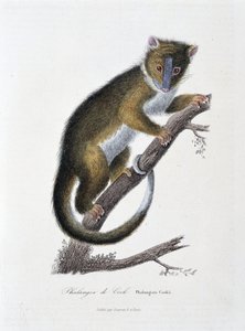 Přírodovědná deska: Zoologická mapa zobrazující Falangera Cooka (Phalangista Cookii) - v „Dílech Buffonových“ od přírodovědce Georgese Louise Leclerca, hraběte z Buffonu (1707 - 1788). Rytina z roku 1837. od Georges Louis Leclerc