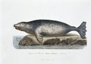Přírodovědná tabule: Zoologická tabule zobrazující pečeť Chorise, Phoca Chorisii, Lekce - v „Dílech Buffona““ od přírodovědce Georgese Louise Leclerca, hraběte z Buffonu (1707 - 1788). Rytina z roku 1837. od Georges Louis Leclerc